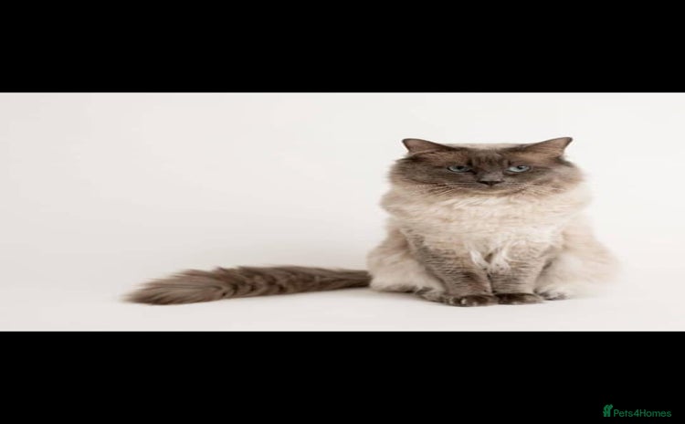 Ragdoll cats - Advert 1