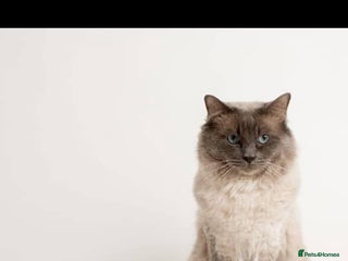 Ragdoll cats for stud - Advert 1