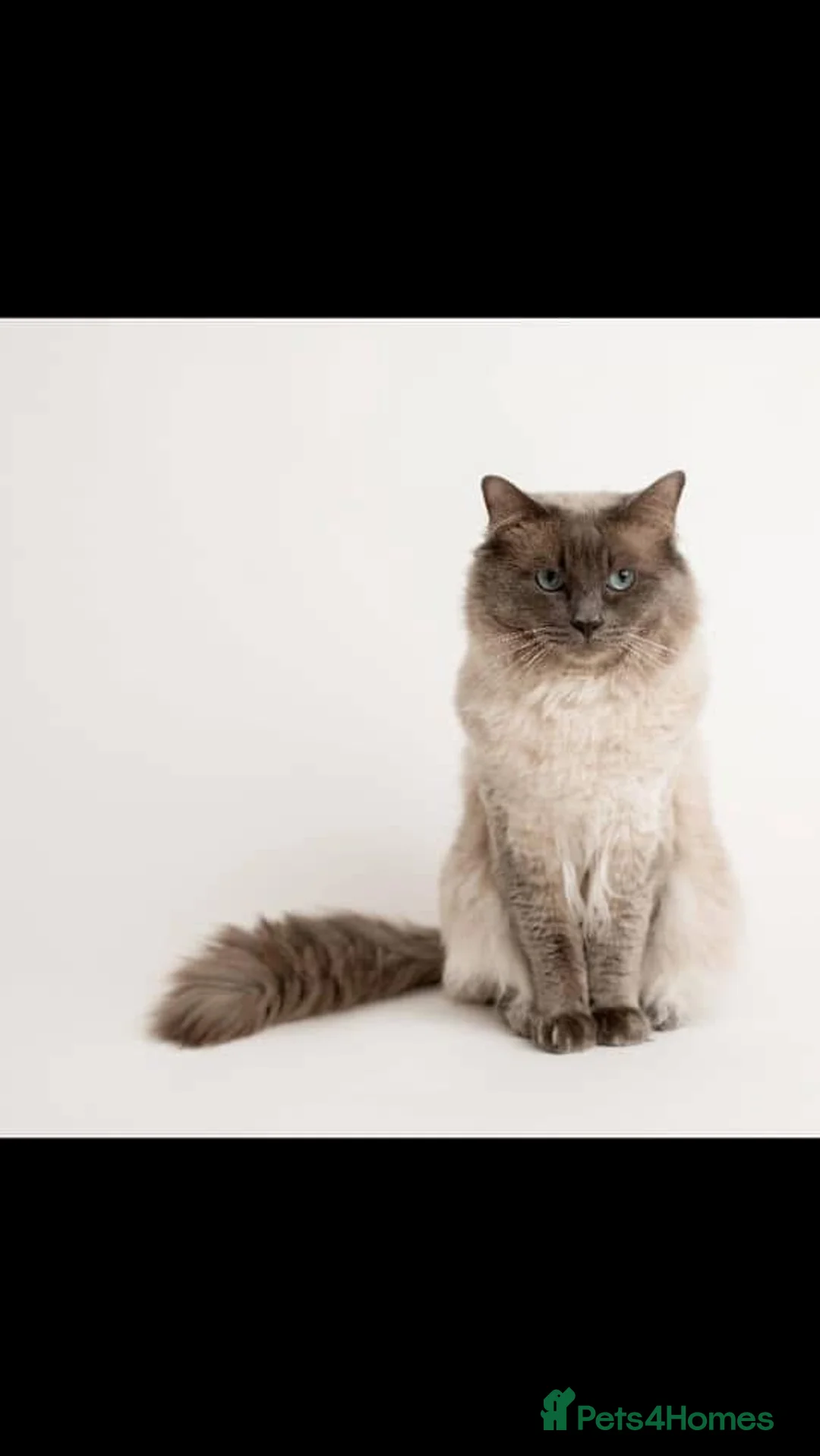 Ragdoll cats for stud: Handsome Ragdoll Stud Blue Point chocolate carrier - Advert 1