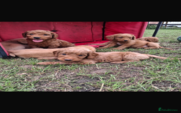 Mini Goldendoodle dogs for sale: F1 Goldendoodle puppies  - Image 9