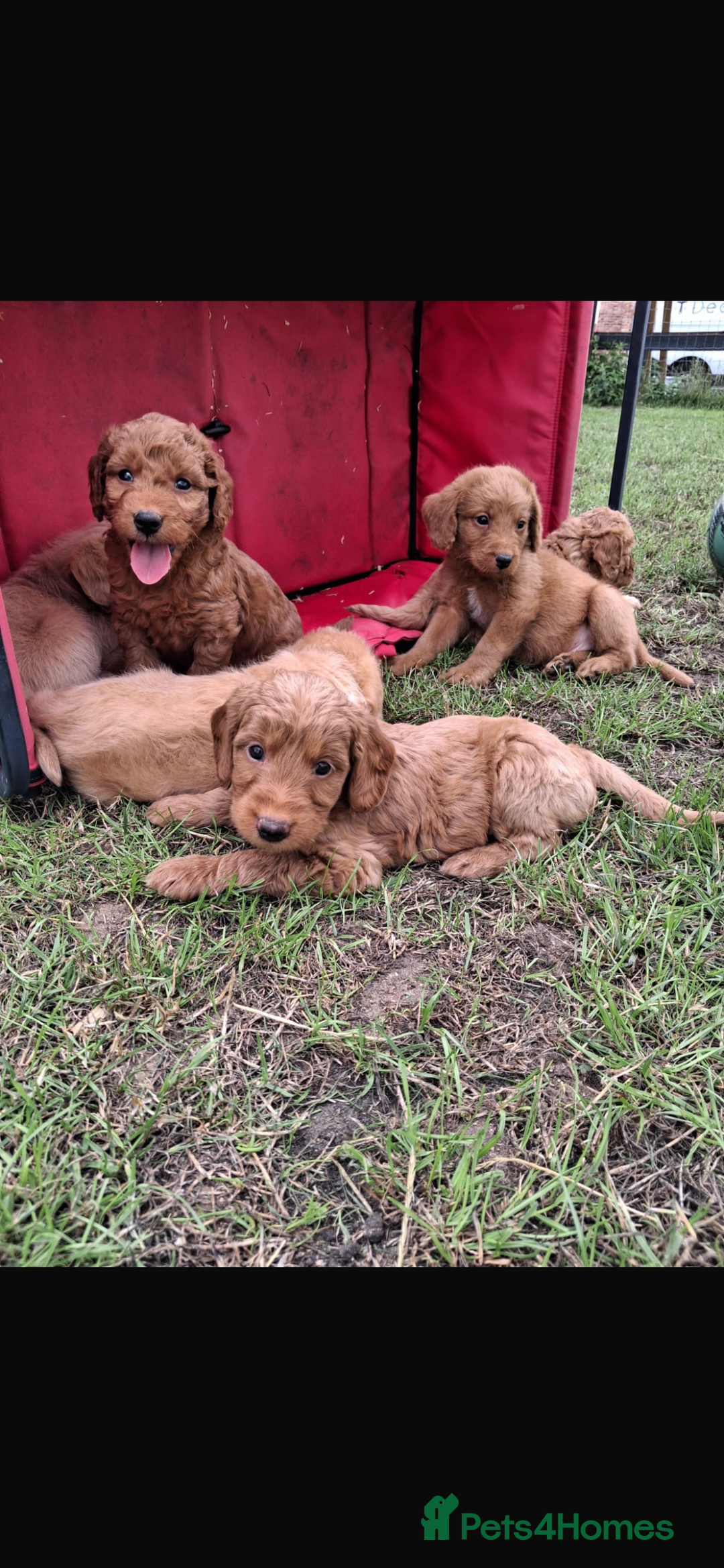 Mini Goldendoodle dogs for sale: F1 Goldendoodle puppies  - Image 9