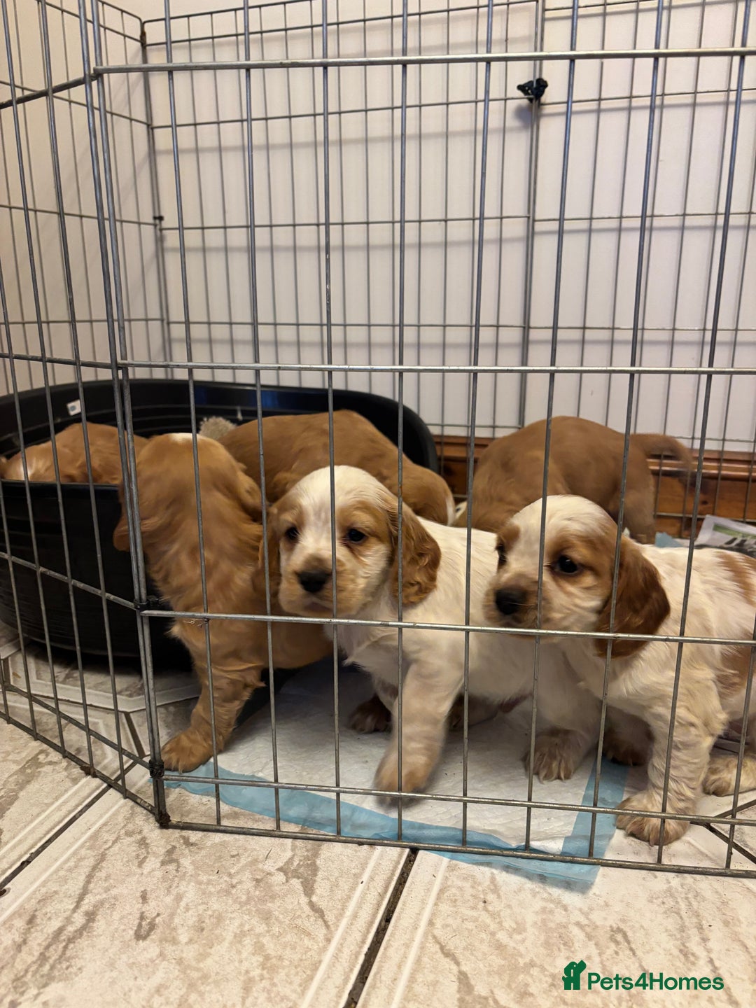 Cocker Spaniel dogs for sale: KC reg cocker spaniels  - Advert 11