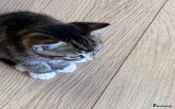 Mixed Breed cats for sale: Kittens seeking 5⭐️ forever homes - Image 8