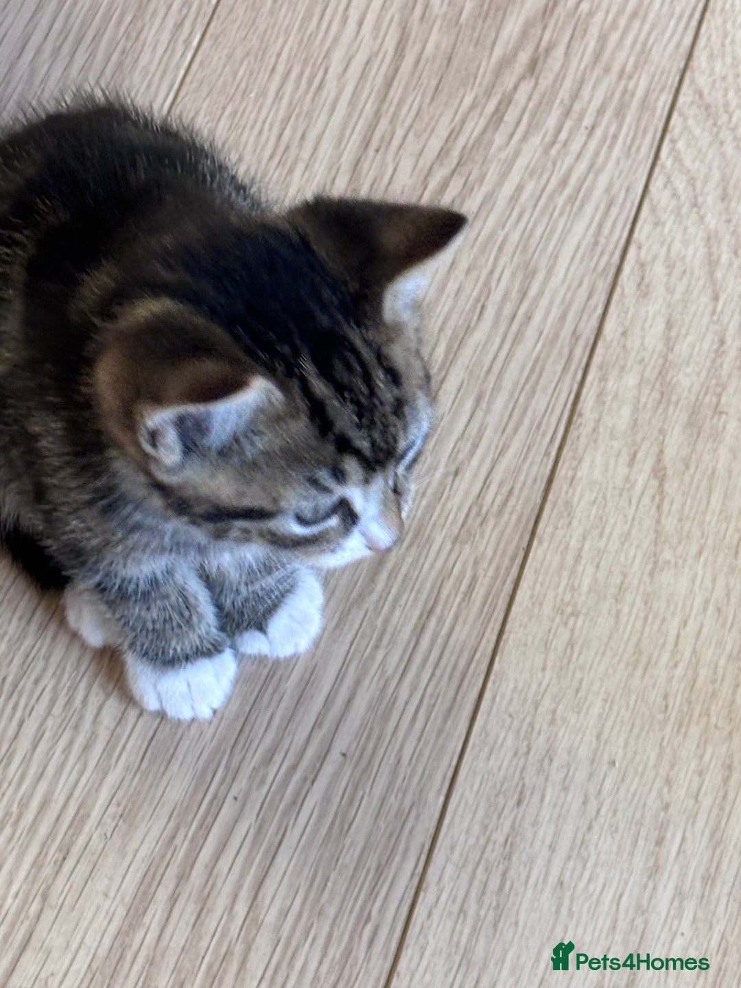 Mixed Breed cats for sale: Kittens seeking 5⭐️ forever homes - Image 8