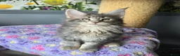 Maine Coon cats for sale: Stunning TICA Maine Coon kittens - Advert 12