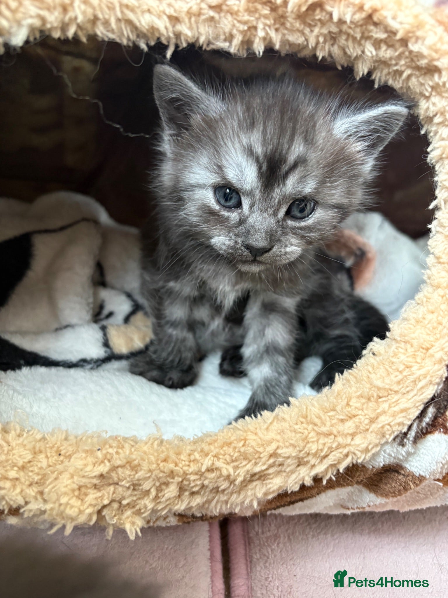 Maine Coon cats Polydactyl Maincoon kittens  - Advert 6