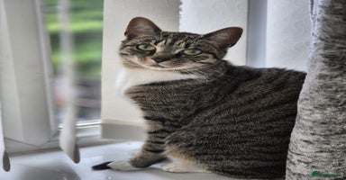 Domestic Shorthair cats 2 FREE female cats available  - Advert 6