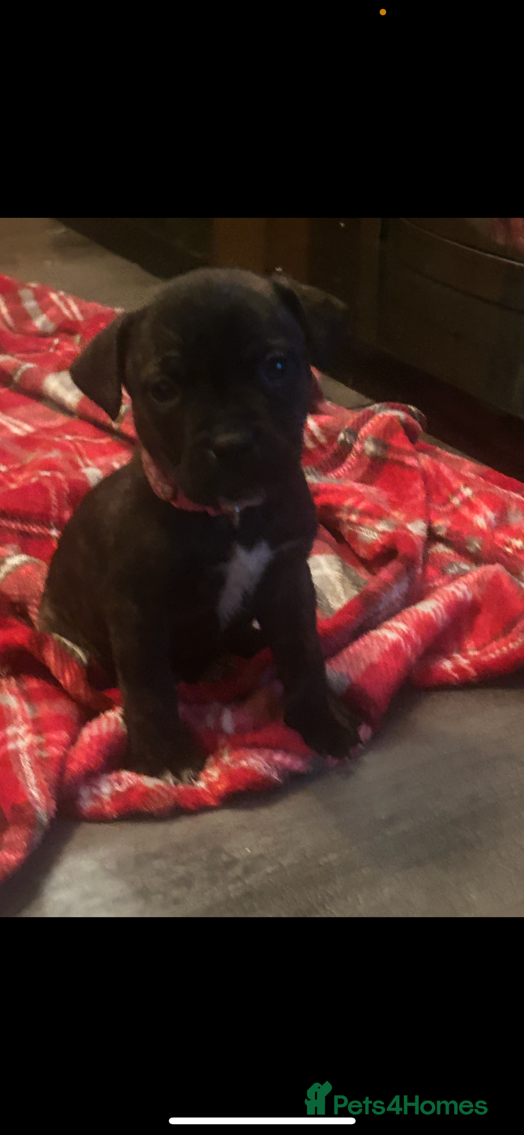 Mixed Breed dogs for sale: Presa Canario X American Bulldog puppies - Advert 16
