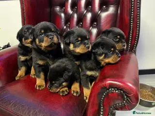 Rottweiler dogs Champion-Bred Rottweiler Puppies for Loving Homes - Advert 2