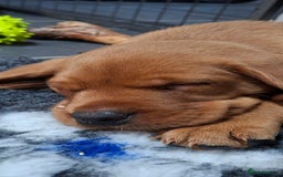 Labrador Retriever dogs for sale: KC registered Fox Red labrador puppies for sale - Image 7