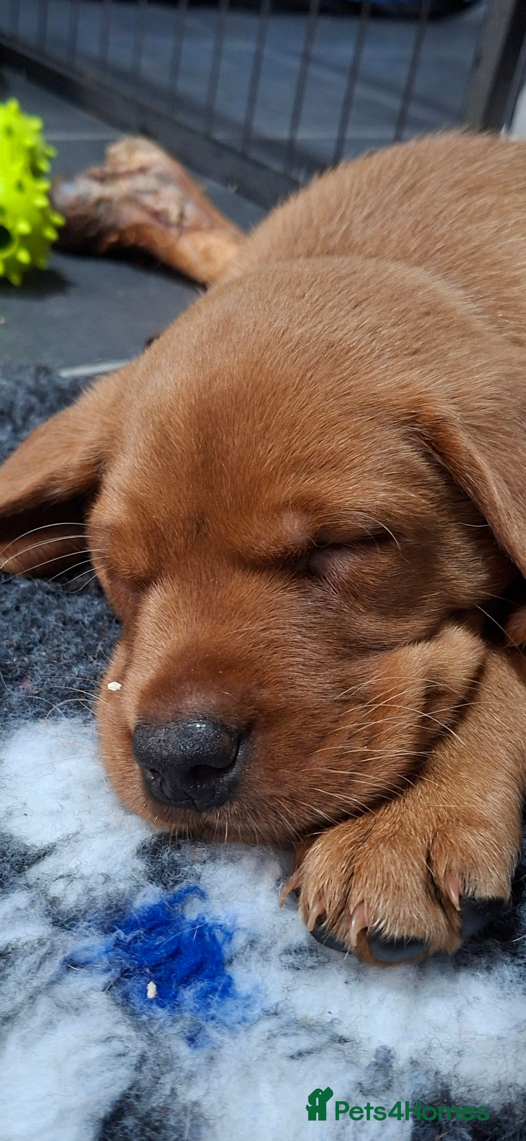 Labrador Retriever dogs for sale: KC registered Fox Red labrador puppies for sale - Image 7