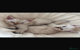 Bengal cats for sale: ✨British shorthair X Rosetted Snow Mink Bengal  - Image 1