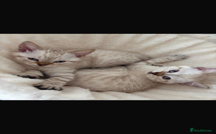 Bengal cats - Advert 11