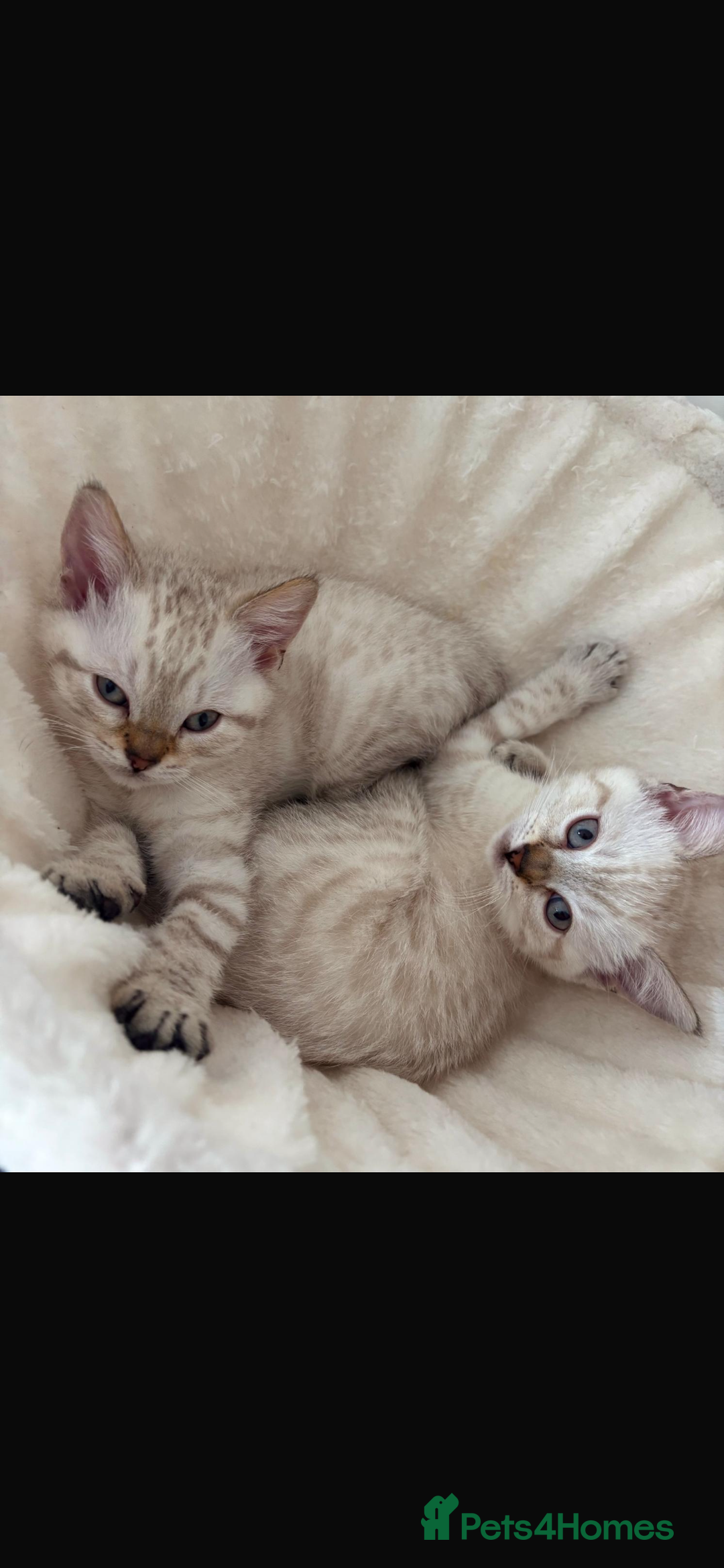 Bengal cats for sale: ✨British shorthair X Rosetted Snow Mink Bengal  - Image 1