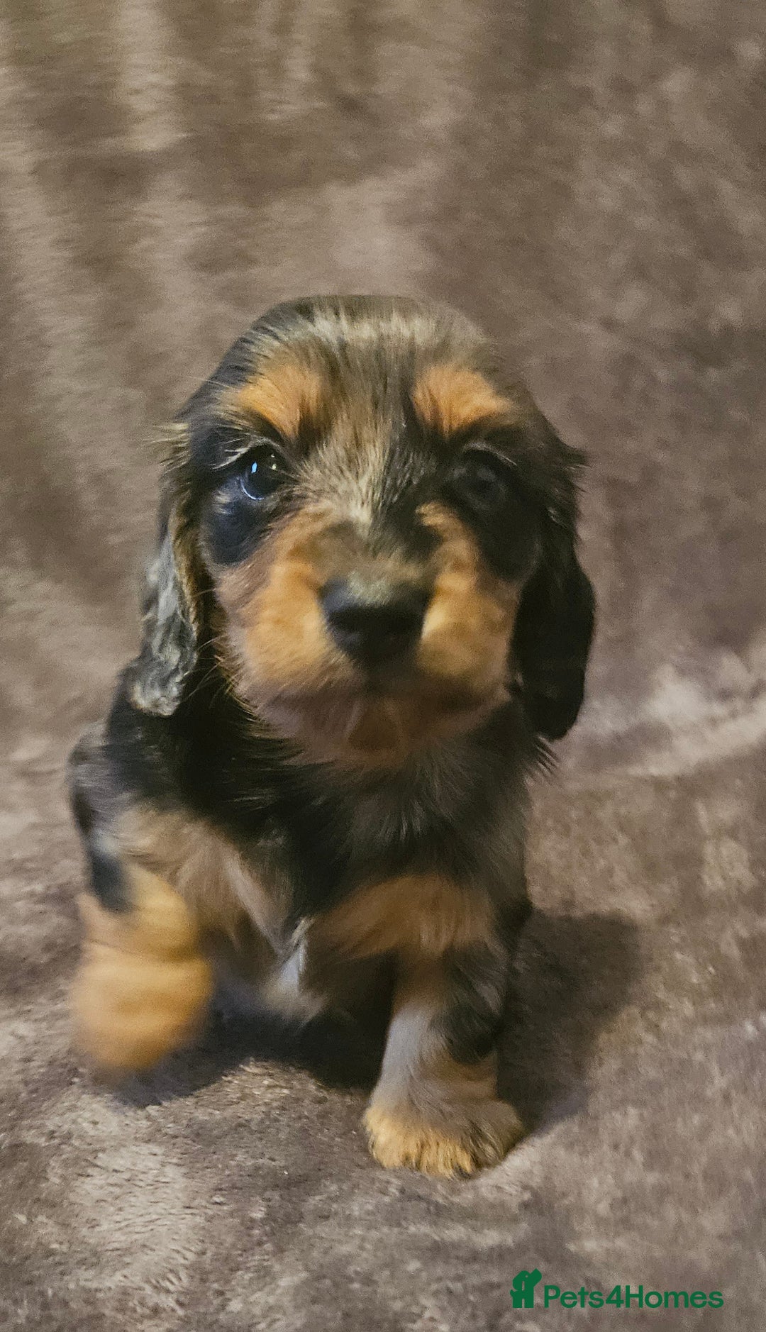Miniature Dachshund dogs for sale: 3 adorable long hair miniature dachshund boys - Advert 9