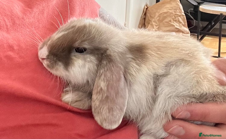 Mini Lop rabbits - Advert 13