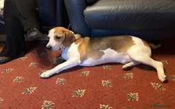 Beagle dogs for sale: Archie the Beagle for sale  - Image 7