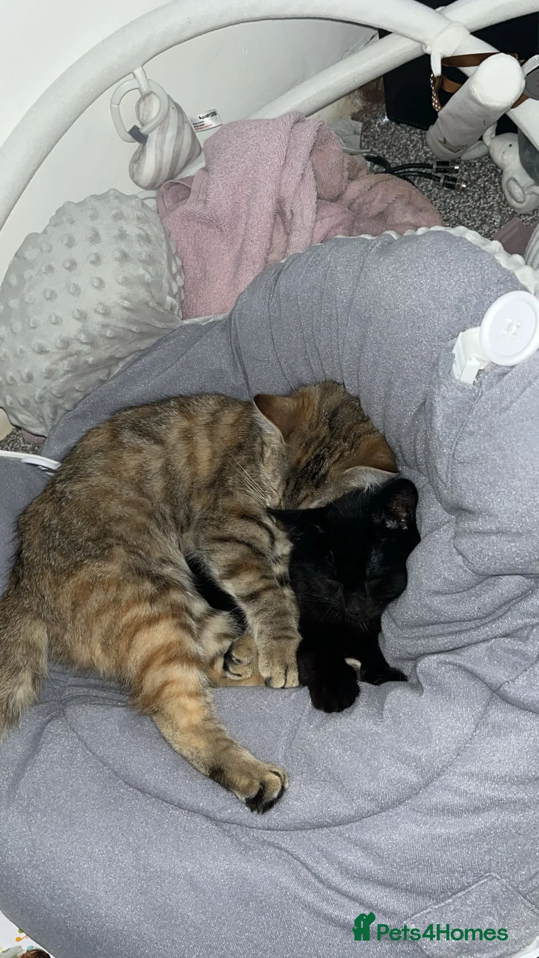 Mixed Breed cats for sale: Bellatrix  - Advert 2