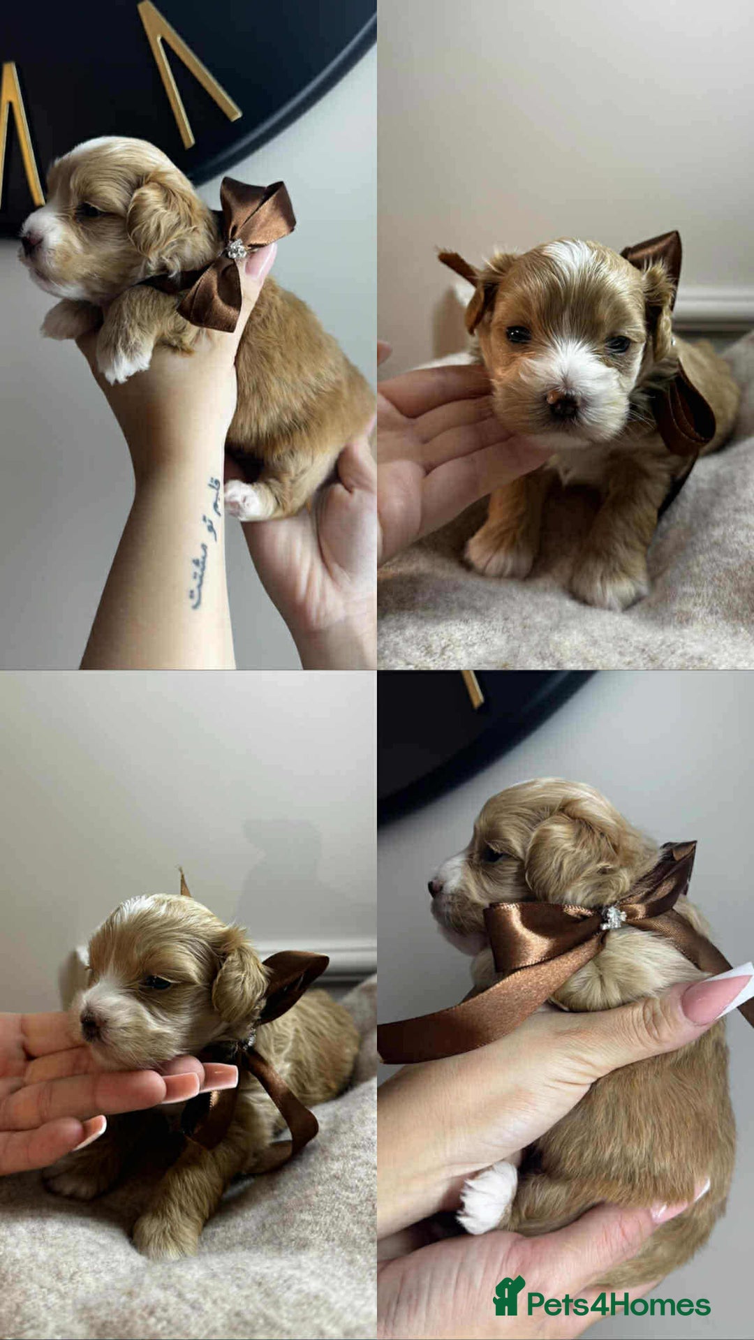 Maltipoo dogs for sale: F1 MALTIPOO BOY🩵🐶 - Image 8