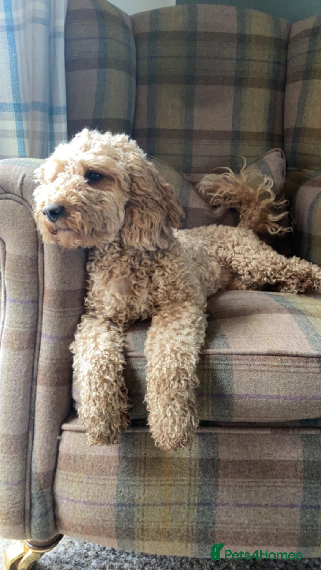 Cockapoo dogs for sale: Fox red cockapoo's - Image 13