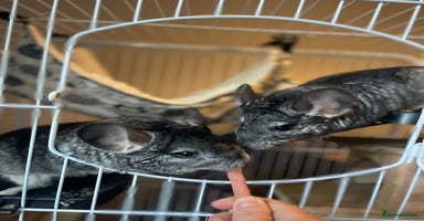 Chinchilla rodents - Advert 3