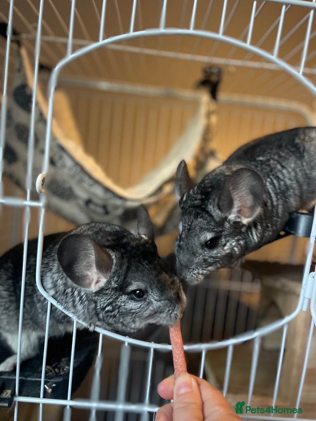 Chinchilla rodents for sale: Pair of female chinchillas looking for a new home - Image 2