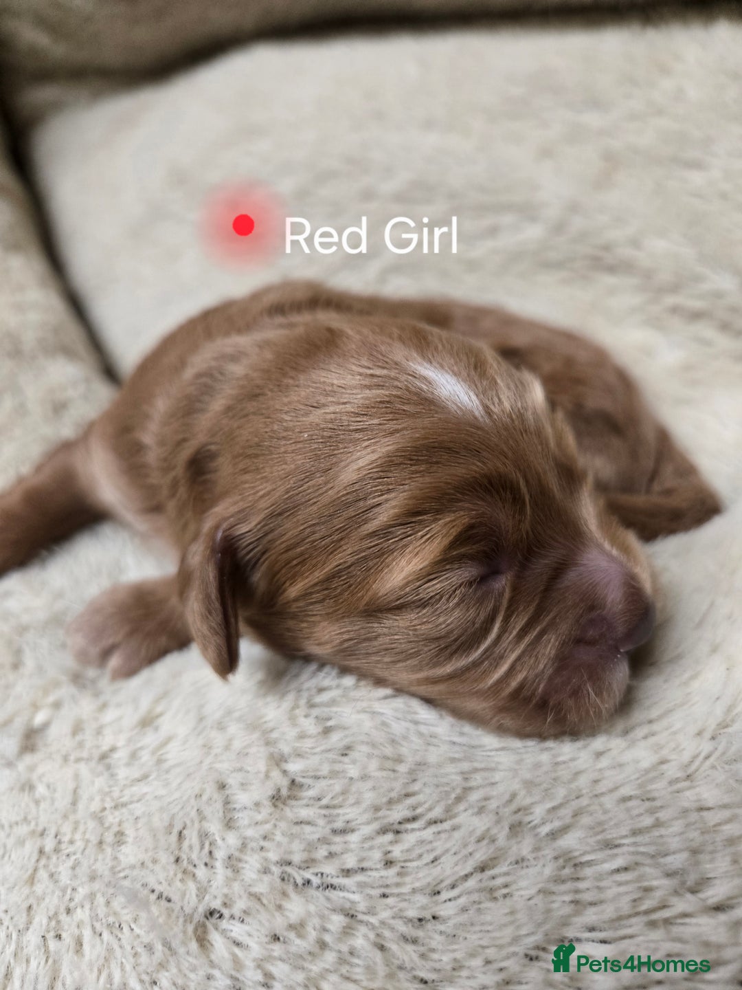 Cockapoo dogs for sale: 🌟⭐Toy Cockapoo⭐🌟 - Advert 6