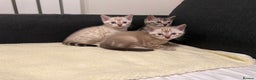 Bengal cats for sale: 🐾 TICA Registered Bengal Kittens  - Advert 4