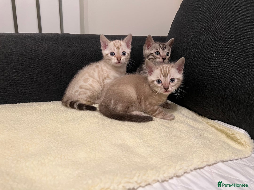 Bengal cats for sale: 🐾 TICA Registered Bengal Kittens  - Advert 4