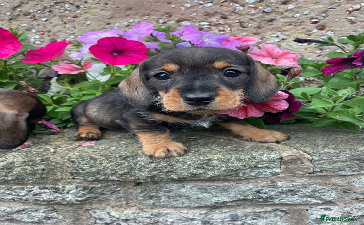 Dachshund dogs - Advert 3