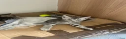 Bengal cats for sale: Bengal kittens  - Advert 11