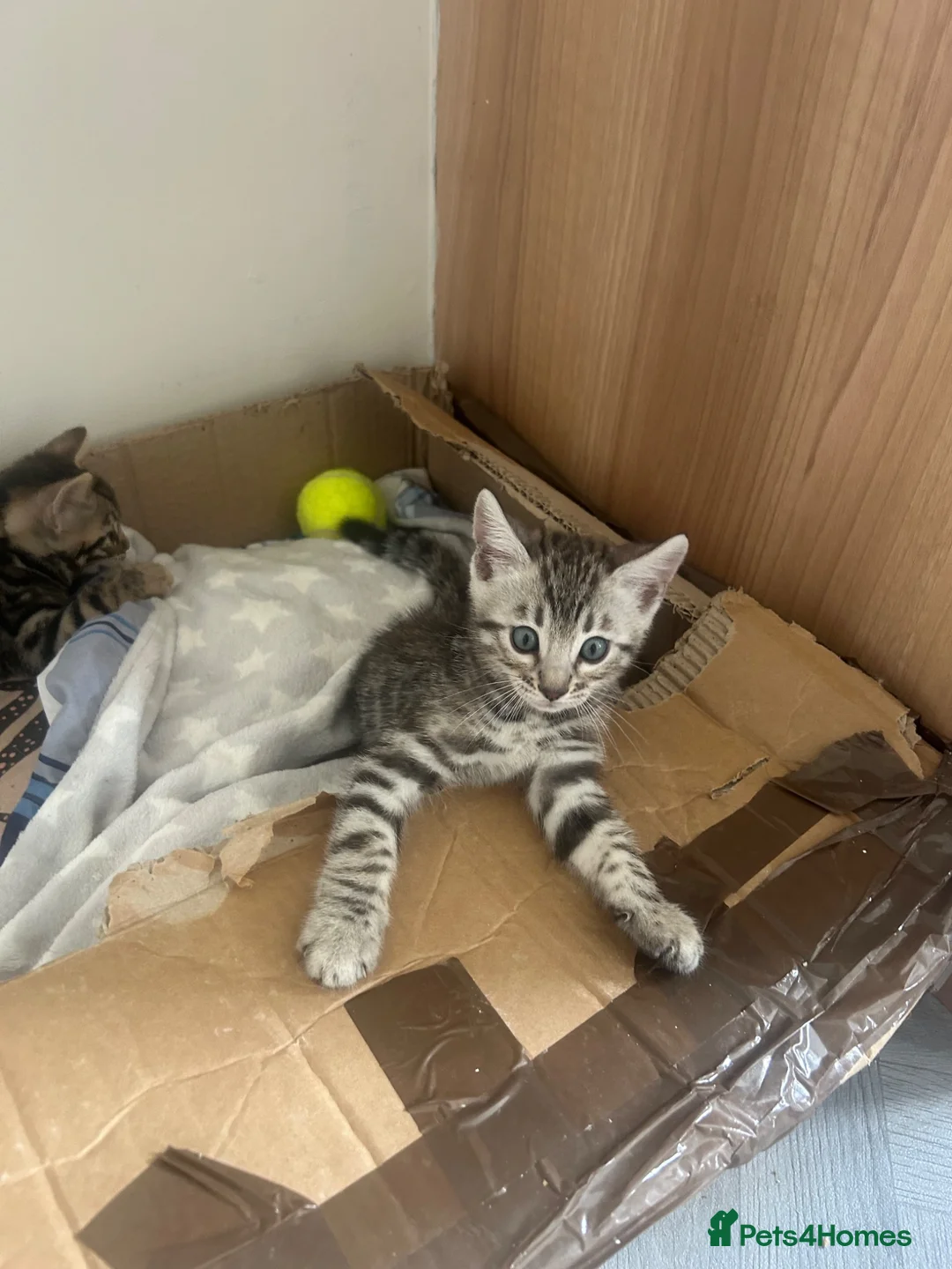 Bengal cats for sale: Bengal kittens  - Advert 11
