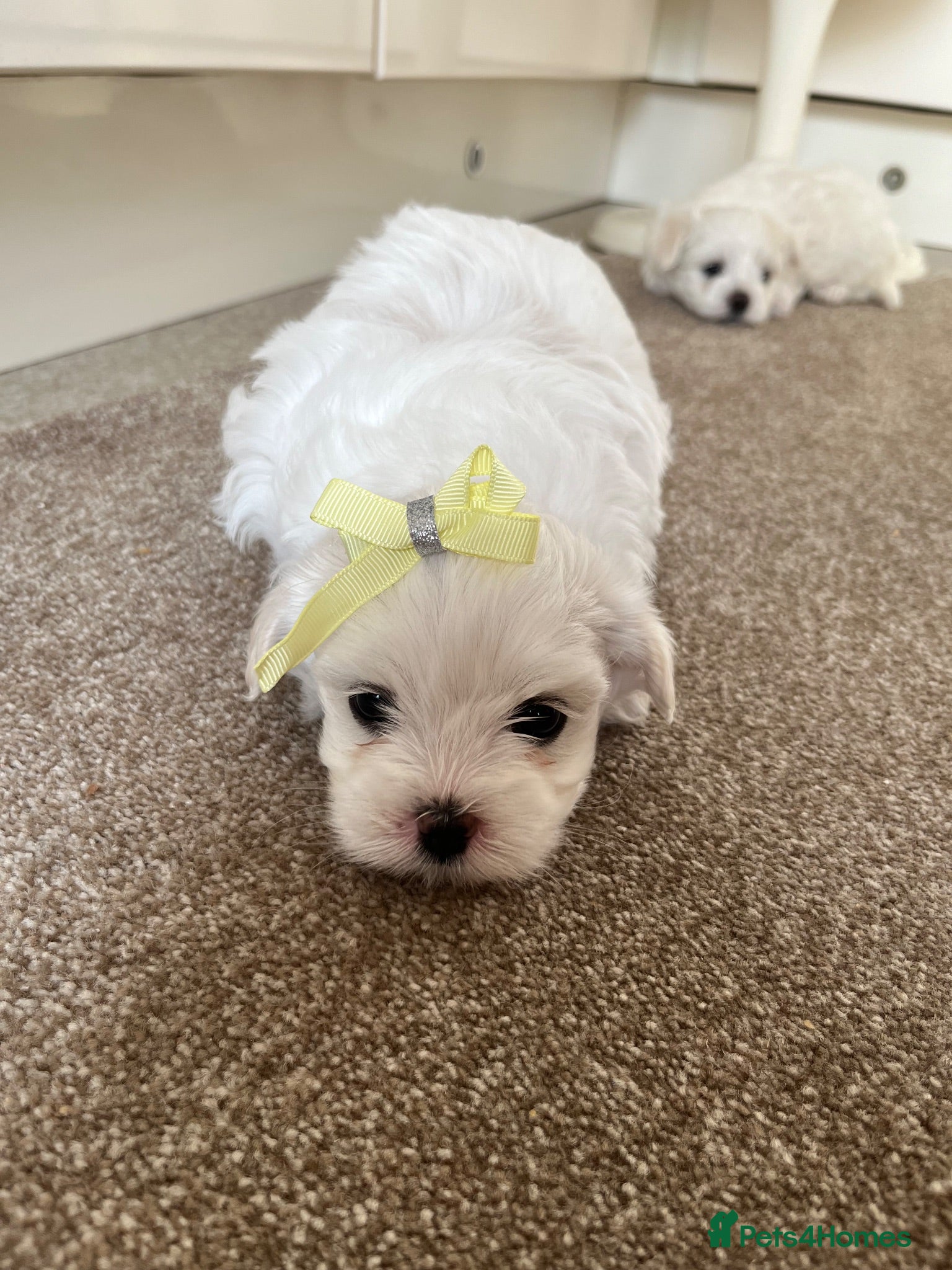 Maltese dogs Pedigree Maltese puppies - Advert 2