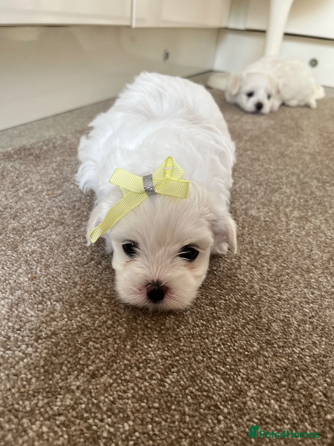 Maltese dogs for sale: Pedigree Maltese puppies in Derby - Advert 2