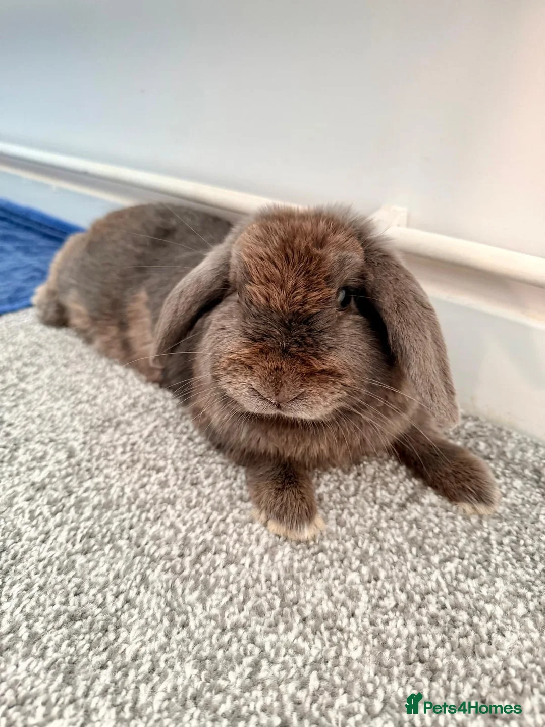 Mini Lop rabbits for sale: Mini lop grey - Advert 2