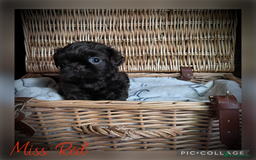 Shih Tzu dogs for sale: Stunning KC chocolate imperial Shihtzu puppies - Image 19