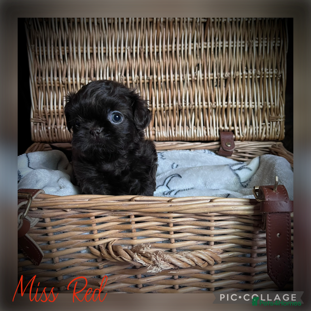 Shih Tzu dogs for sale: Stunning KC chocolate imperial Shihtzu puppies - Image 19