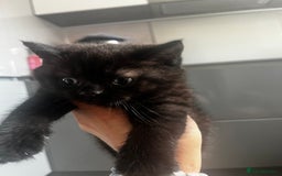 British Shorthair cats for sale: Dark chocolate british shorthair boy - Image 8