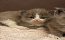 Ragdoll cats for sale: 3 beautiful ragdolls - Image 14