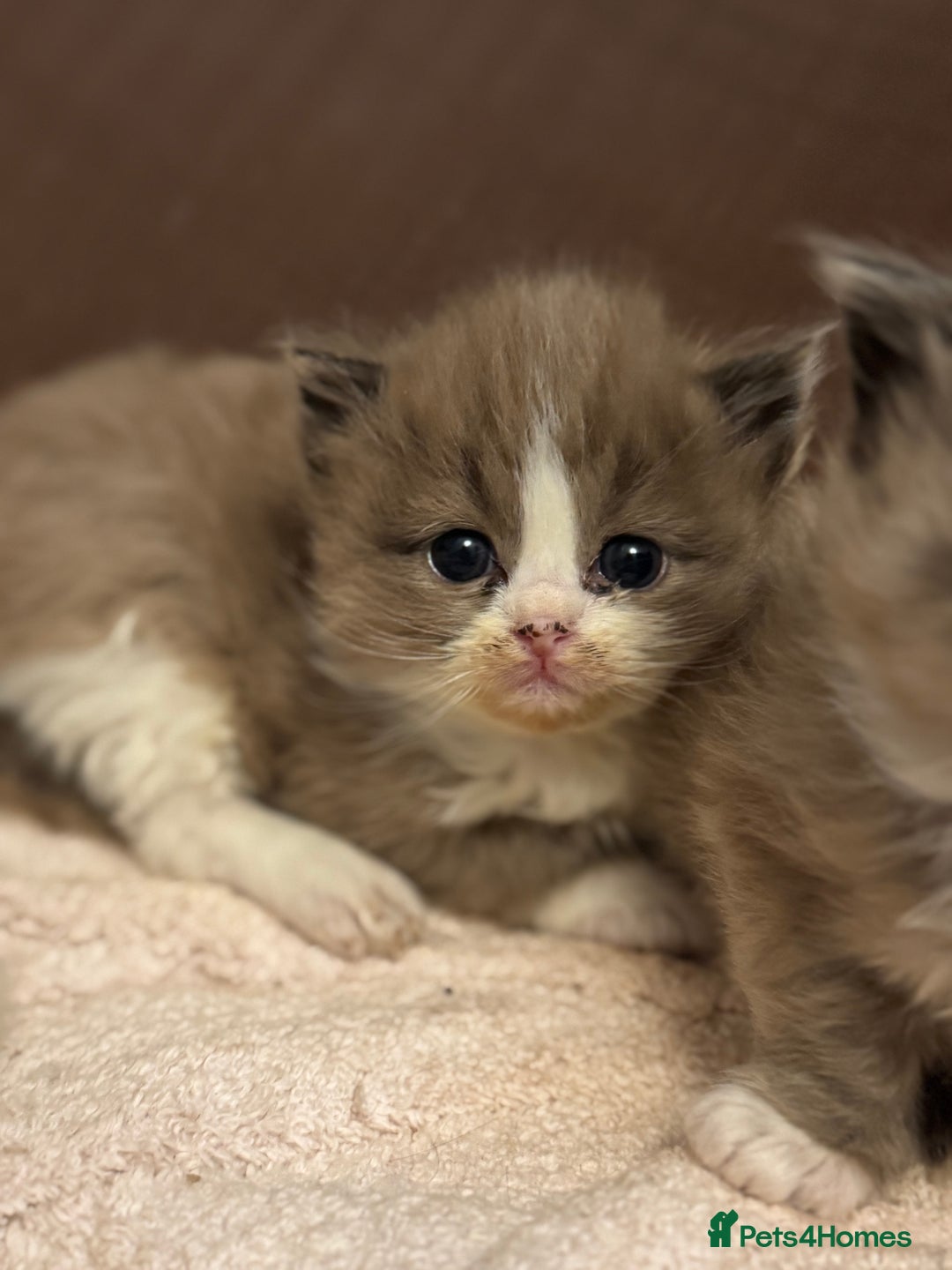Ragdoll cats for sale: 3 beautiful ragdolls - Image 14