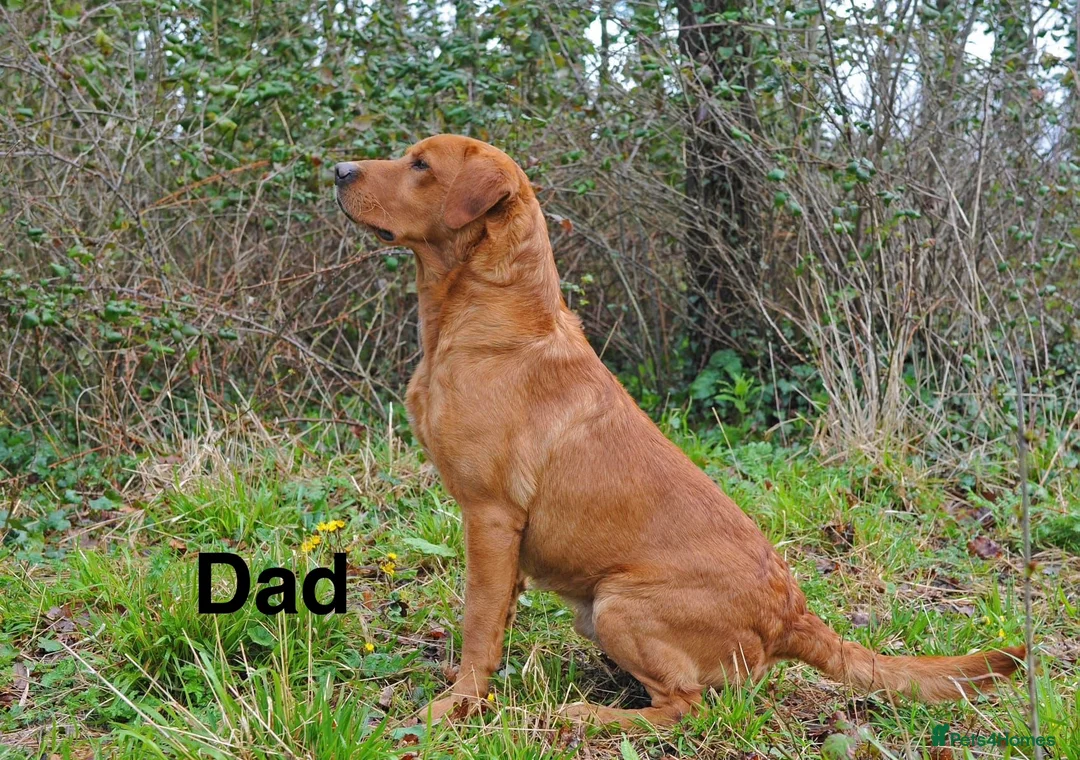 Labrador Retriever dogs for sale: Fox red Labrador puppies for sale - Advert 2