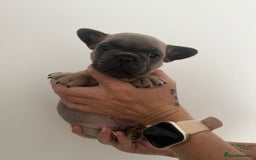 French Bulldog dogs for sale: Quality french bulldogs available to leave 🐾 - Image 28