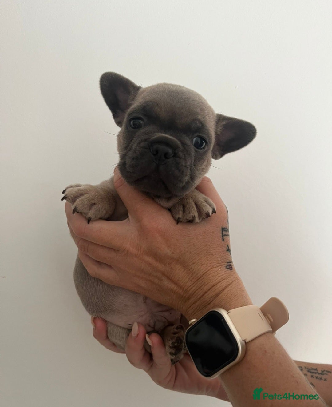 French Bulldog dogs for sale: Quality french bulldogs available to leave 🐾 - Image 28