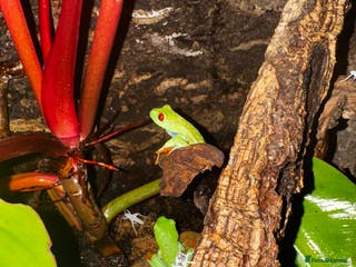 Frog reptiles Red Eye Tree Frogs (3 Total) - Advert 5