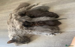 British Longhair cats for sale: British longhair kittens with Persian lineage - Image 19