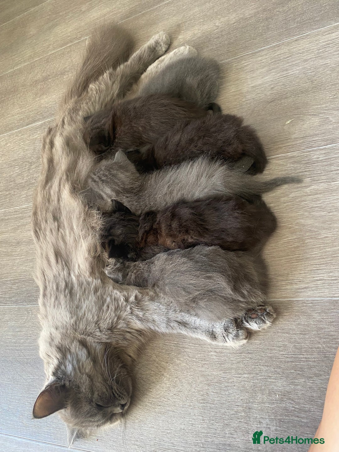 British Longhair cats for sale: British longhair kittens with Persian lineage - Image 19