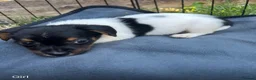 Jack Russell dogs for sale: Jack Russell puppies in Sandhurst - Advert 5