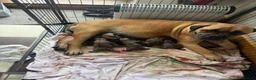 Bullmastiff dogs for sale: Rare opportunity bullmastiff dog puppy! - Advert 7