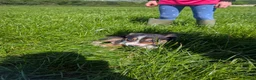 Border Collie dogs for sale: Cracking Litter of Tri Coloured Collies For Sale - Advert 7