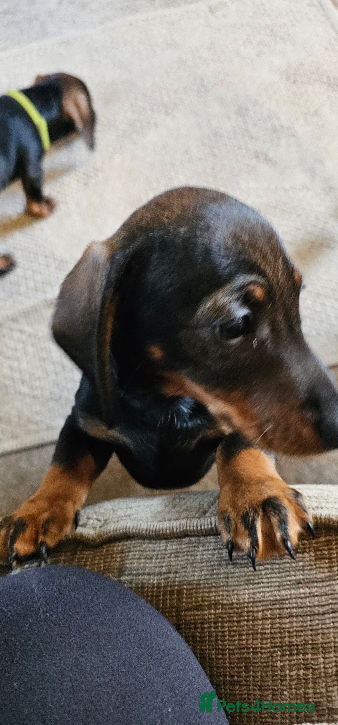 Miniature Dachshund dogs for sale: Miniature Daschund Puppies 6 Boys ONLY 2 LEFT 🩵💙 - Advert 1